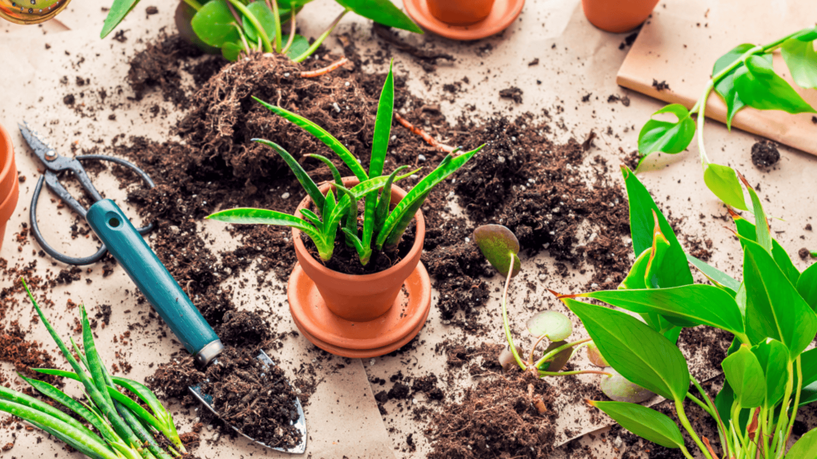 Lessons that Take Root: Caring for Plants Promotes Social-Emotional Growth