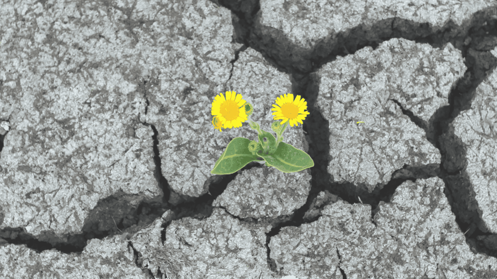 Looking to the Future in a Time of Uncertainty
