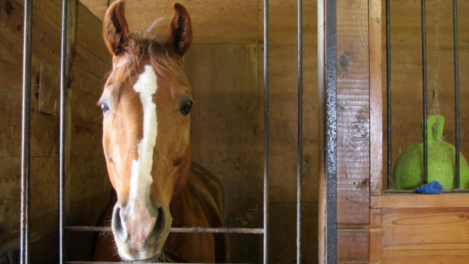 Equine Program at PEP Willow Creek Featured in Chronicle Telegram