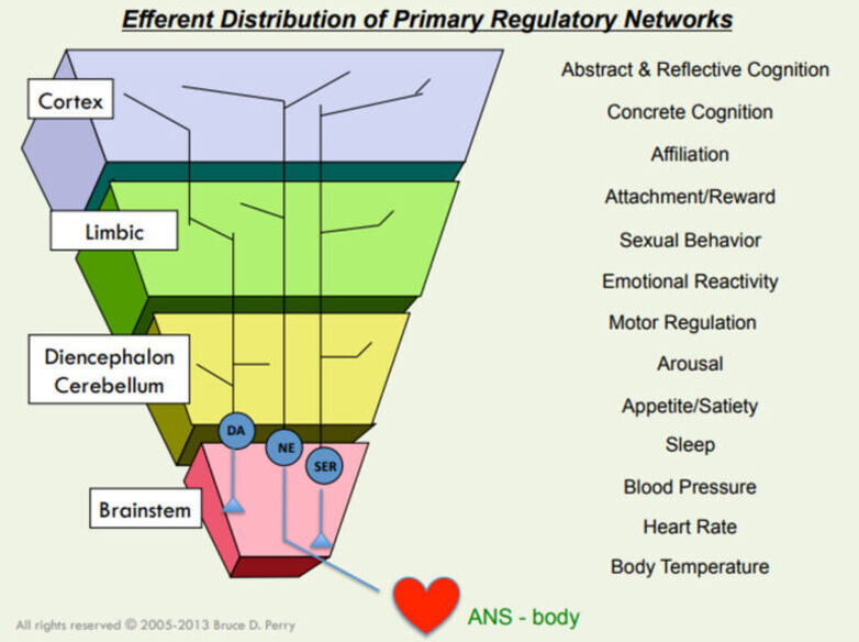 Perrys brain model 768x575